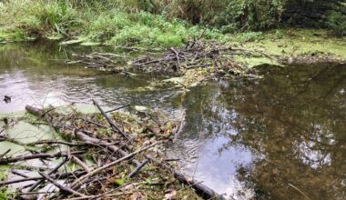 Biber sorgt für wenig Wasser auf der Nette