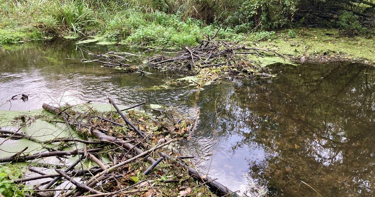 Biber sorgt für wenig Wasser auf der Nette