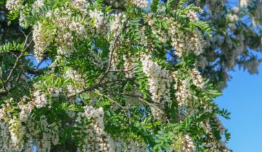 Wuppertal: Vier Baumfällungen am Werth