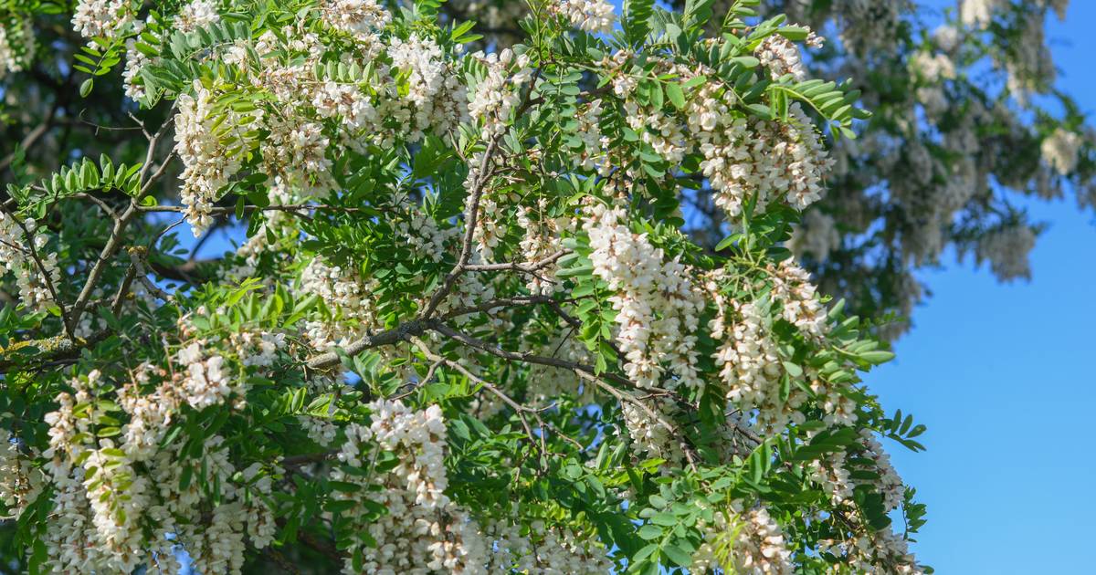 Wuppertal: Vier Baumfällungen am Werth