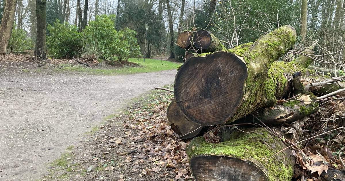 Stadt Wülfrath lässt Baumarbeiten durchführen