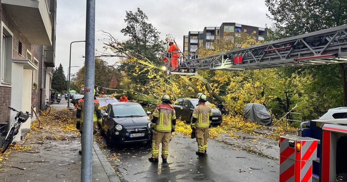 Baum stürzt um und beschädigt parkende Fahrzeuge in Bilk