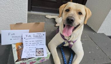 Düsseldorf: Quälerei von Labrador Haribo