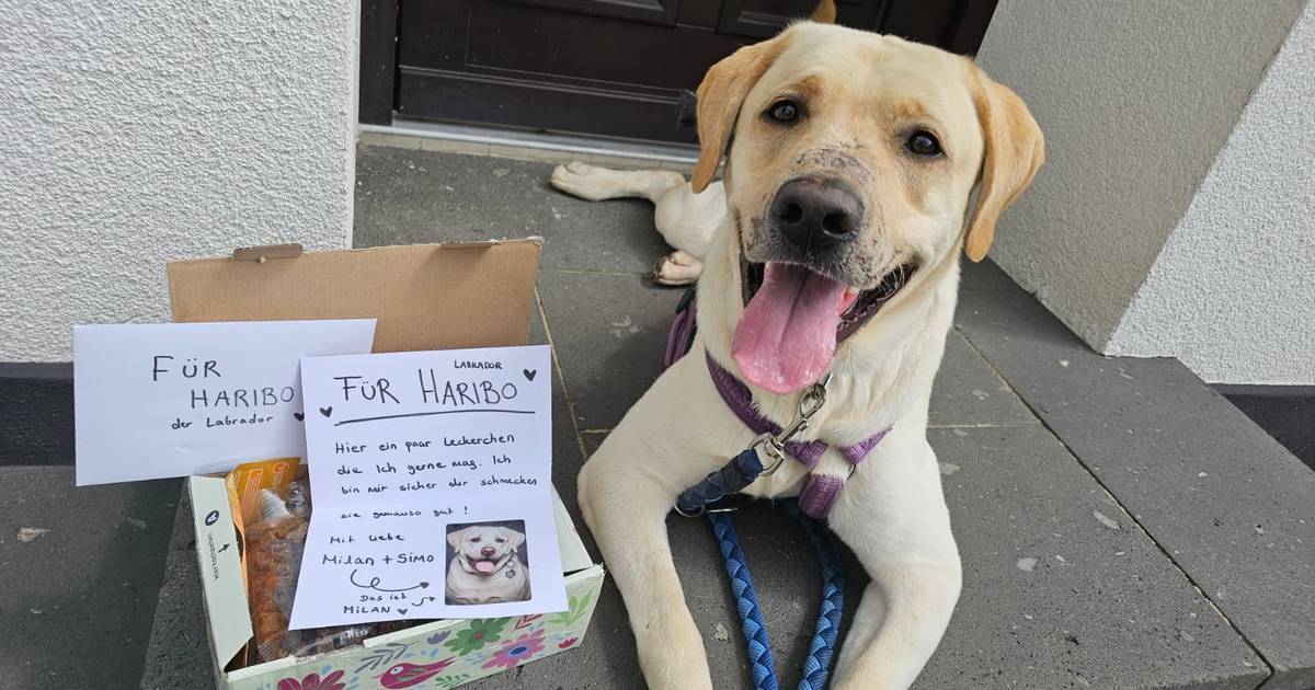 Düsseldorf: Quälerei von Labrador Haribo