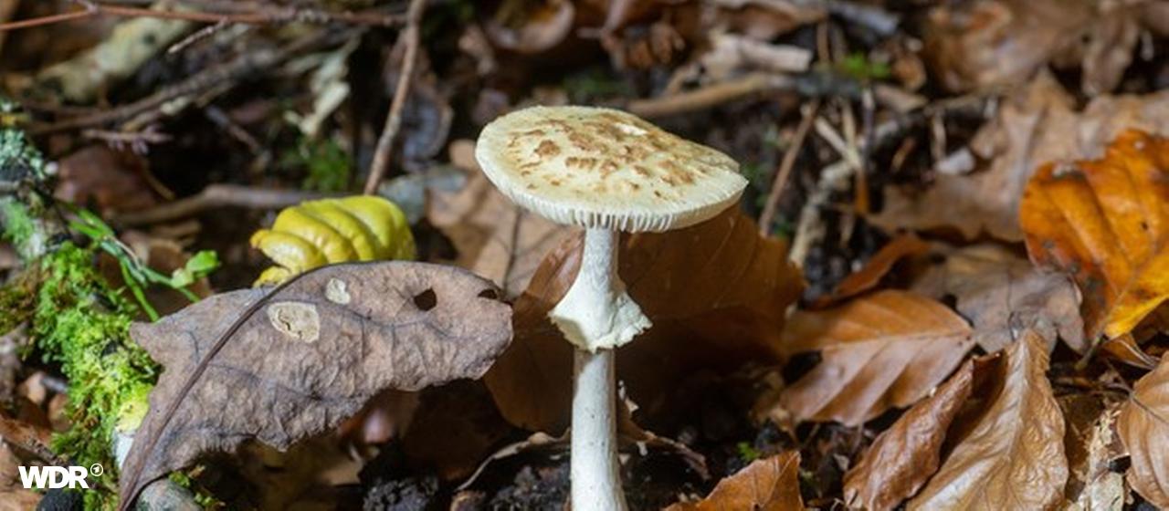 Knollenblätterpilz | WDR/ Harald Tittel Knollenblätterpilz