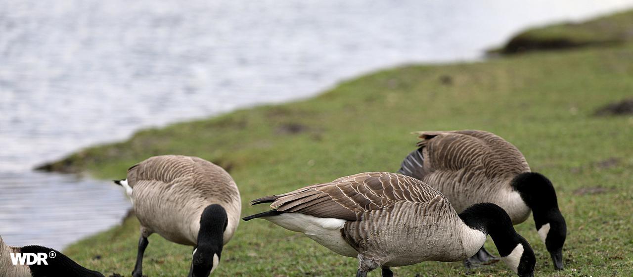 Vogelgrippe-Fälle in NRW | WDR / dpa / Oliver Berg Kanadagänse auf einer Wiese