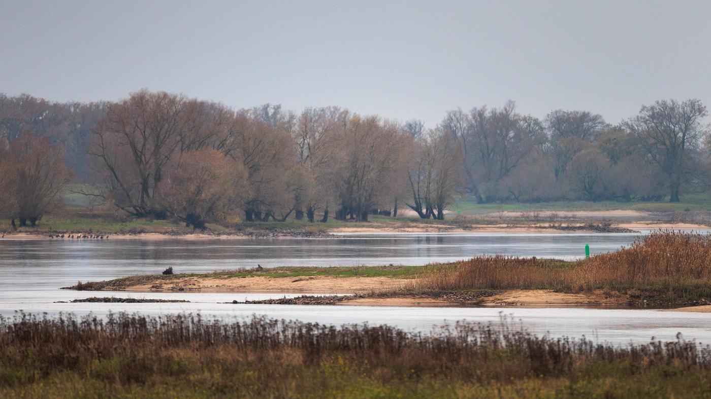 Mehr Überschwemmungsflächen an der Elbe