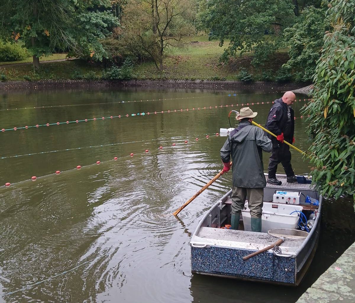 Fische im Alten Weiher in Bochum müssen umziehen