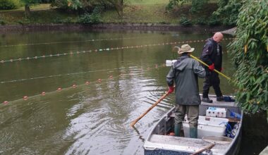 Fische im Alten Weiher in Bochum müssen umziehen