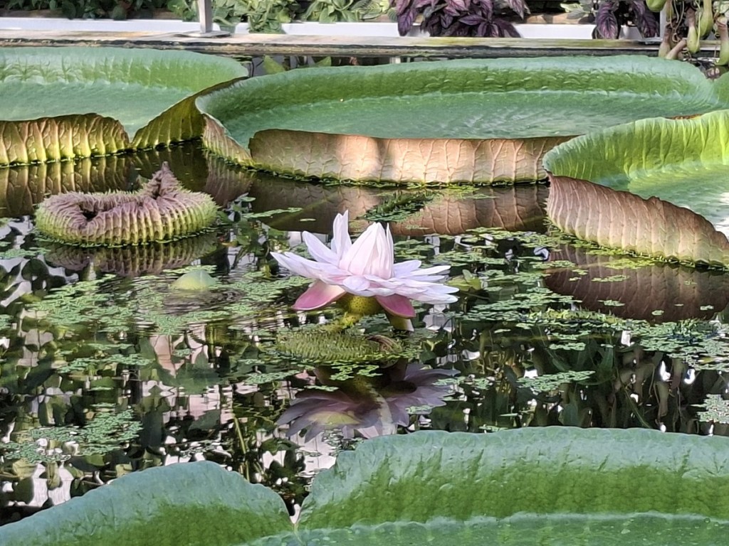 Die riesige Seerose im Botanischen Garten Braunschweig hat wieder geblüht.