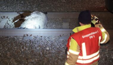 Wildschwein gerät in Dresden unter die Räder - Unfall mit Straßenbahn