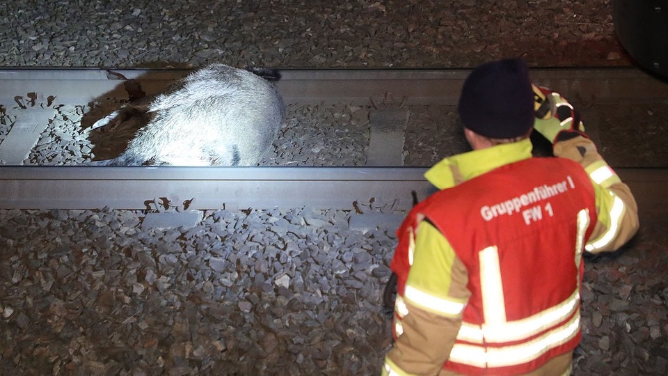 Wildschwein gerät in Dresden unter die Räder - Unfall mit Straßenbahn