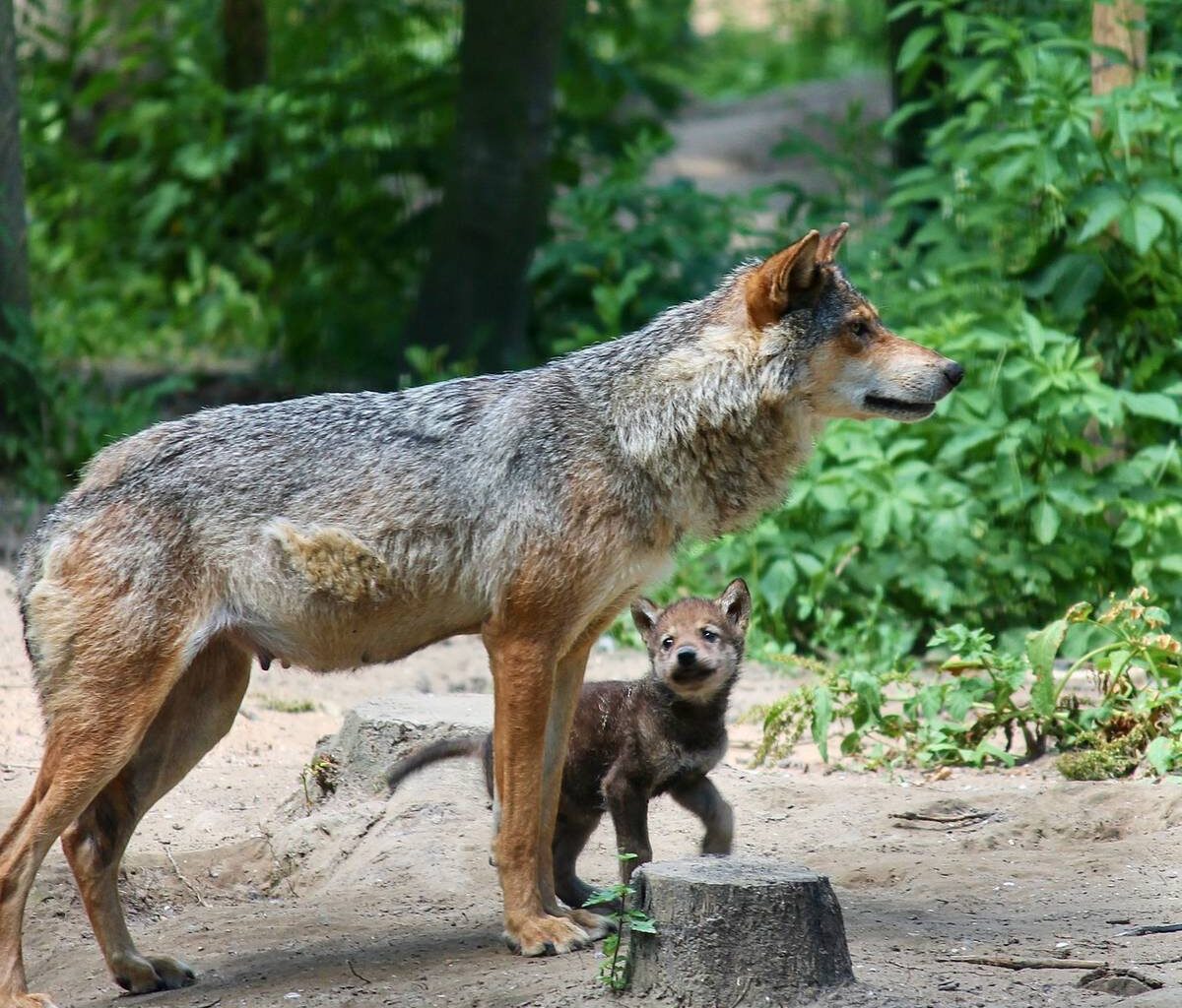 Nachwuchs bei Familie Wolf im Rhein-Sieg-Kreis