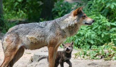 Nachwuchs bei Familie Wolf im Rhein-Sieg-Kreis