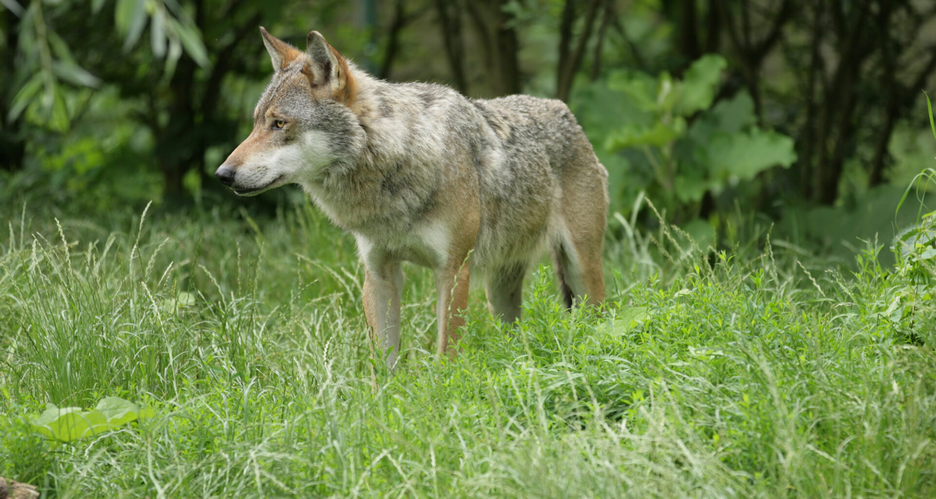 Wahrscheinlich Wolf auf der Himmelsleiter überfahren