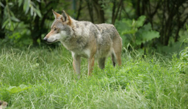 Wahrscheinlich Wolf auf der Himmelsleiter überfahren