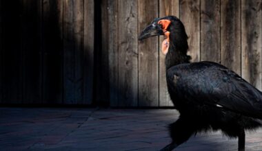 Zoos schützen Nandus, Keas und Co. vor Vogelgrippe