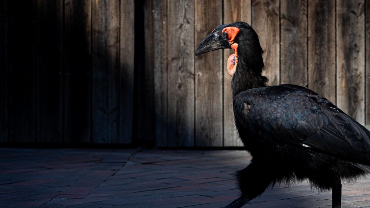 Zoos schützen Nandus, Keas und Co. vor Vogelgrippe