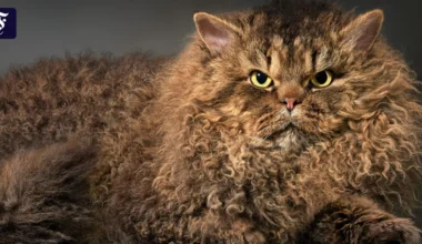 Katzen sind schwierige Fotomodelle: Neues Fotobuch zeigt ihre Vielfalt