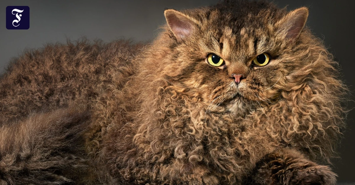 Katzen sind schwierige Fotomodelle: Neues Fotobuch zeigt ihre Vielfalt
