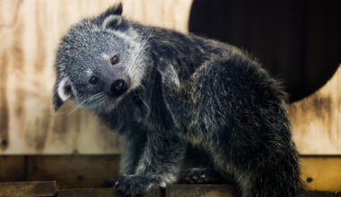 Zoo Dortmund darf es endlich verraten - Besucher aus dem Häuschen