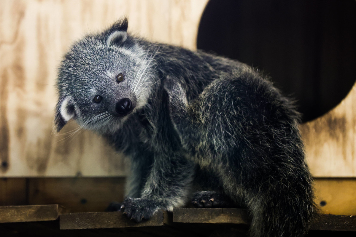 Zoo Dortmund darf es endlich verraten - Besucher aus dem Häuschen