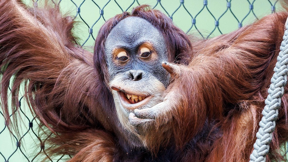 Finanzkrise beim Zoo Dresden - aber alle Tiere bleiben