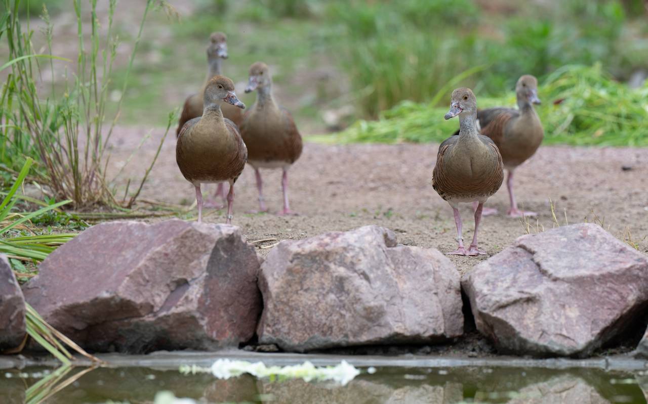 Zoo Duisburg bringt Vögel vorzeitig ins Winterquartier – Vogelgrippe-Schutzmaßnahmen