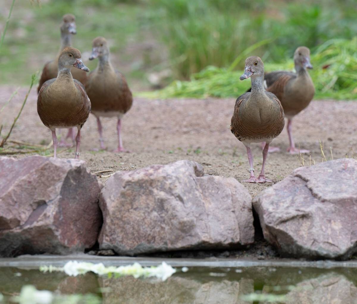 Zoo Duisburg bringt Vögel vorzeitig ins Winterquartier – Vogelgrippe-Schutzmaßnahmen