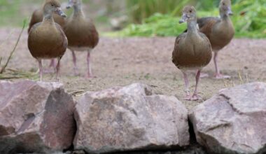 Zoo Duisburg bringt Vögel vorzeitig ins Winterquartier – Vogelgrippe-Schutzmaßnahmen