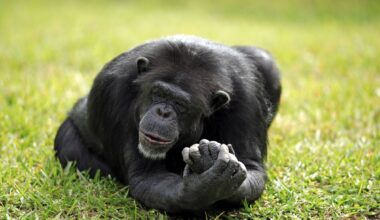 Zoom Gelsenkirchen trauert um Besucherliebling: "Einfach nur traurig"