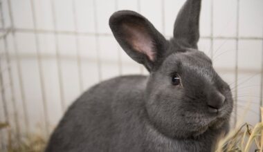 Kaninchen im Landkreis Zwickau getötet, Katze in Dresden gerettet