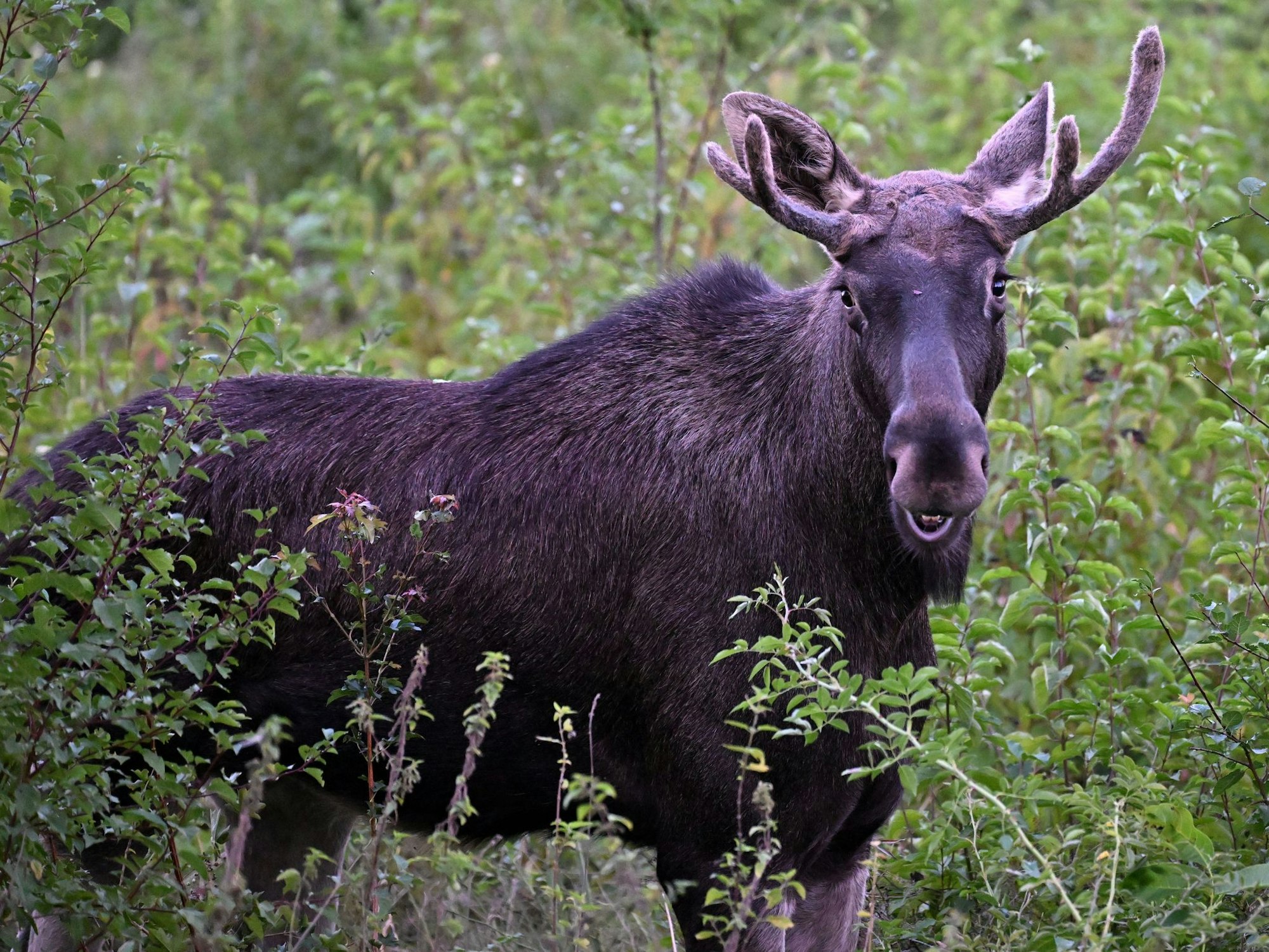 Elch Emil war im Sommer auf Wanderschaft durch Österreich. Auch im Osten Deutschlands werden immer wieder Elche gesichtet. (Archivbild)