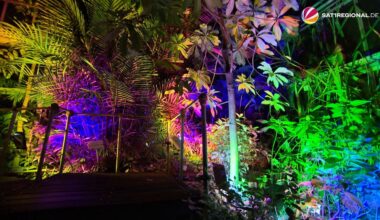 VIDEO | "Nocturnalis": Rundgang durch den Botanischen Garten Kiel mit buntem Licht und Klängen
