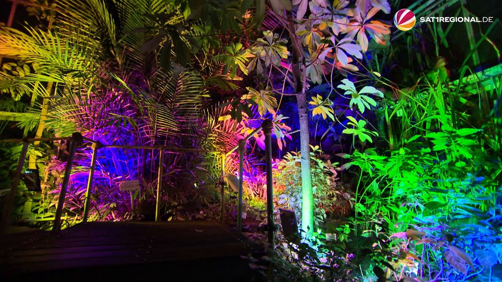 VIDEO | "Nocturnalis": Rundgang durch den Botanischen Garten Kiel mit buntem Licht und Klängen