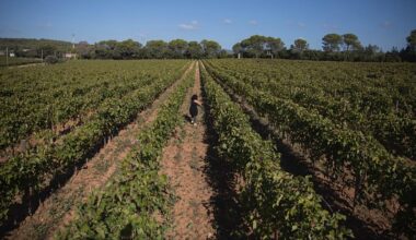 Frankreich gibt Klimawandel die Schuld an der Krise im Weinbau: hilft Reben roden?