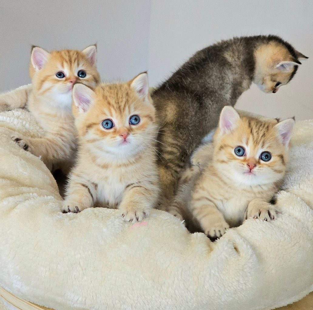 Sechs traumhafte kitten von wendy warten auf ihre neuen familien (Duisburg) - Sonstige BKH-Farben