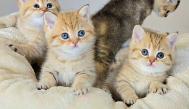 Sechs traumhafte kitten von wendy warten auf ihre neuen familien (Duisburg) - Sonstige BKH-Farben