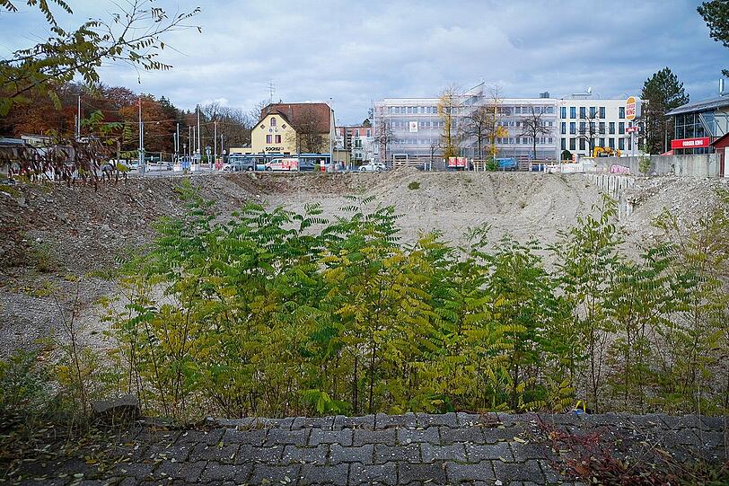 Die Natur erobert sich den Ort zurück: Viele junge Robinien wachsen aus der Baugrube.