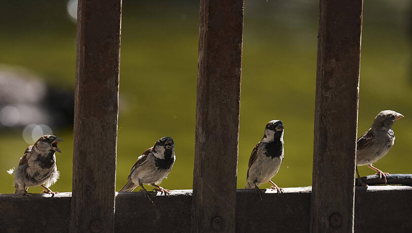 Solche süßen Spatzen gibt es in der Münchner Innenstadt nicht mehr.