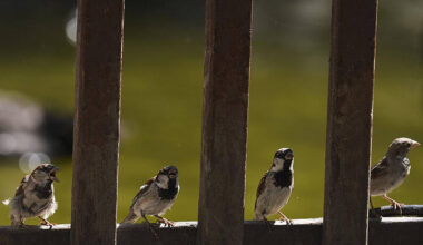 Warum es in der ganzen Münchner Altstadt keine Spatzen mehr gibt