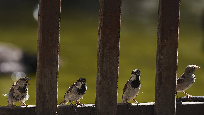 Warum es in der ganzen Münchner Altstadt keine Spatzen mehr gibt