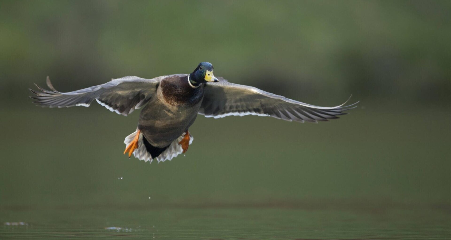 Ente kollidiert mit Fußgängerin - tot