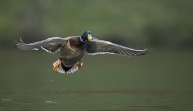 Ente kollidiert mit Fußgängerin - tot