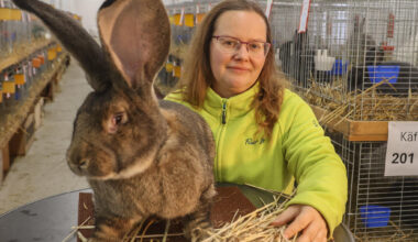 Zwerge und Riesen der Kaninchenzucht im Wirkbau vereint