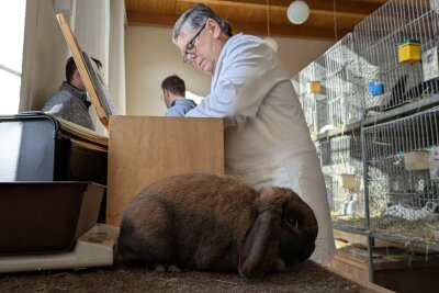 Kaninchenausstellung im Erzgebirge: 151 Tiere und ein attraktiver Hauptpreis bei Tombola! - Am Mittwoch wurden die Kaninchen von Preisrichtern bewertet.