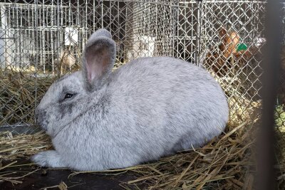 Kaninchenausstellung im Erzgebirge: 151 Tiere und ein attraktiver Hauptpreis bei Tombola! - Bewertet wurde unter anderem das Fell der Tiere.