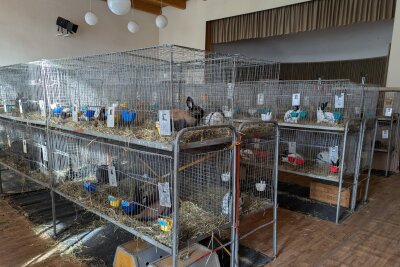 Kaninchenausstellung im Erzgebirge: 151 Tiere und ein attraktiver Hauptpreis bei Tombola! - Insgesamt sind im ehemaligen Gasthof 151 Kaninchen zu bestaunen.