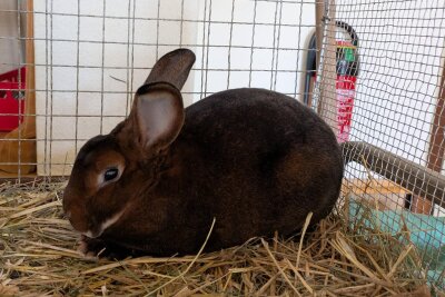 Kaninchenausstellung im Erzgebirge: 151 Tiere und ein attraktiver Hauptpreis bei Tombola! - In Grießbach sind 27 Züchter mit ihren Kaninchen vertreten.