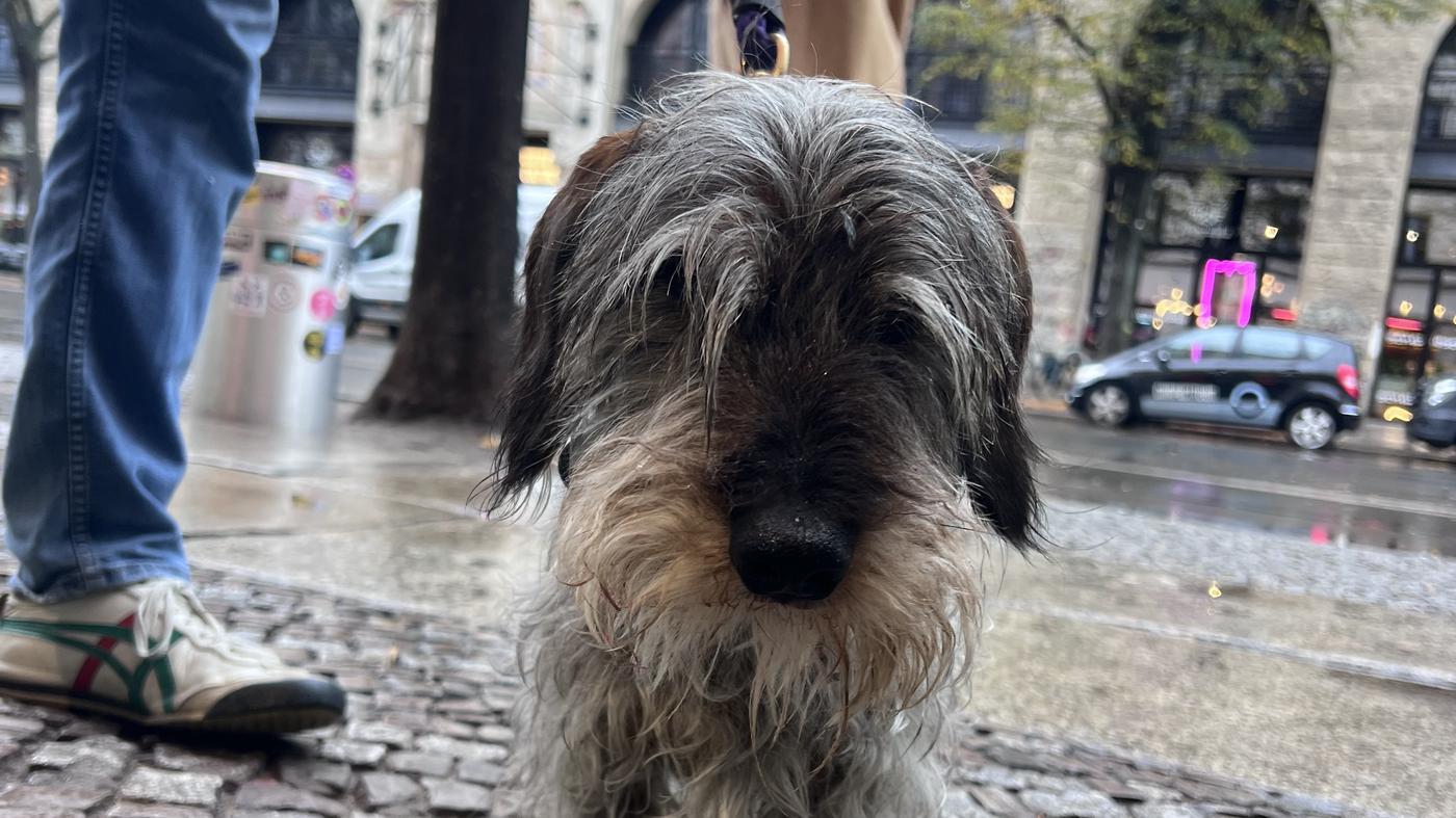 „Ich dachte, der stirbt“ – Dackel Emil überstand eine Attacke in Berlin-Mitte